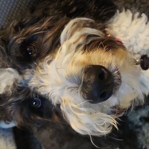 Meet your Posher, Posh